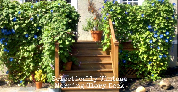 Morning Glories - see how to go from 3 inch plants to a covered deck in a couple of short months!  kellyelko.com