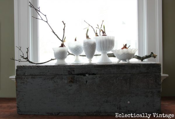 Vintage milk glass is perfect for forcing bulbs kellyelko.com