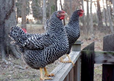 Chickens named after different herbs!