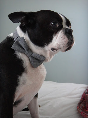 Cutest Bow-Tie Wearing Boston Terrior (and a stylish house tour)!