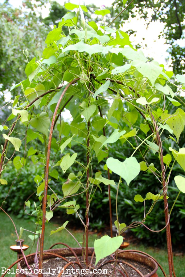 Get creative - giant candle holder as garden trellis.  One of many unique planters at kellyelko.com