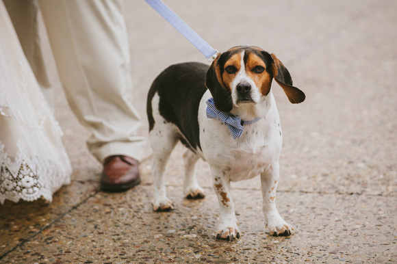 Cute gingham bow tie and leash!