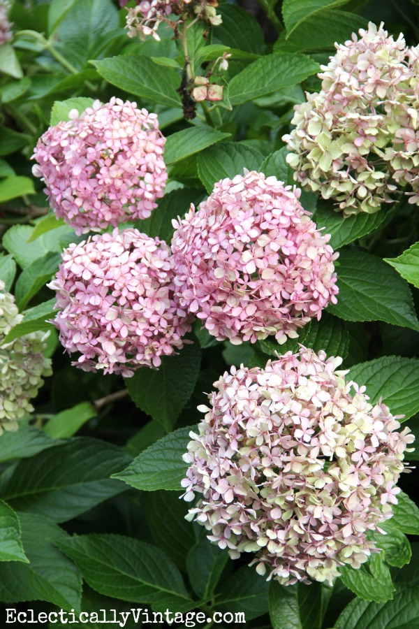 Hydrangeas - see how to dry them for lasting blooms all year long!  kellyelko.com