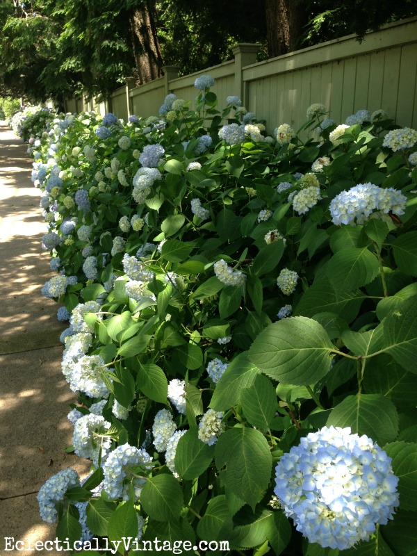 Row of hydrangea bushes - this is fabulous (and tips for drying them)  kellyelko.com