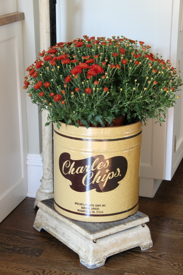 Vintage Charles Chips tin - perfect little planter.  kellyelko.com