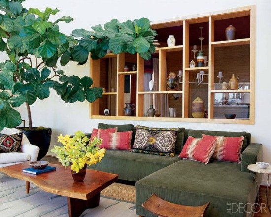 Decorating with Fiddle Leaf Fig Tree - these are gorgeous!  kellyelko.com