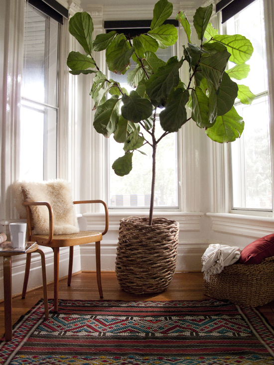 Fabulous Fiddle Leaf Fig kellyelko.com