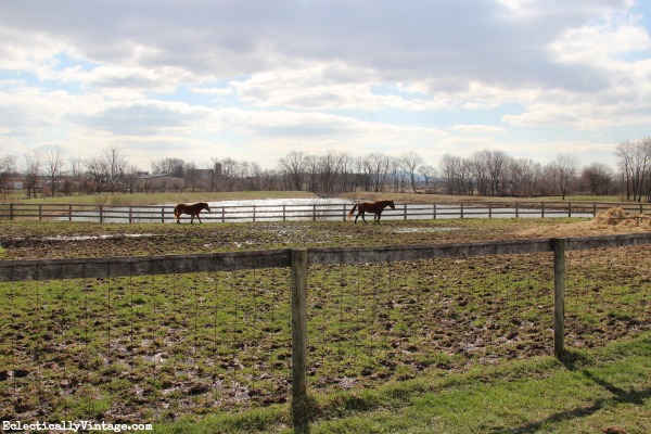 Horse farm kellyelko.com