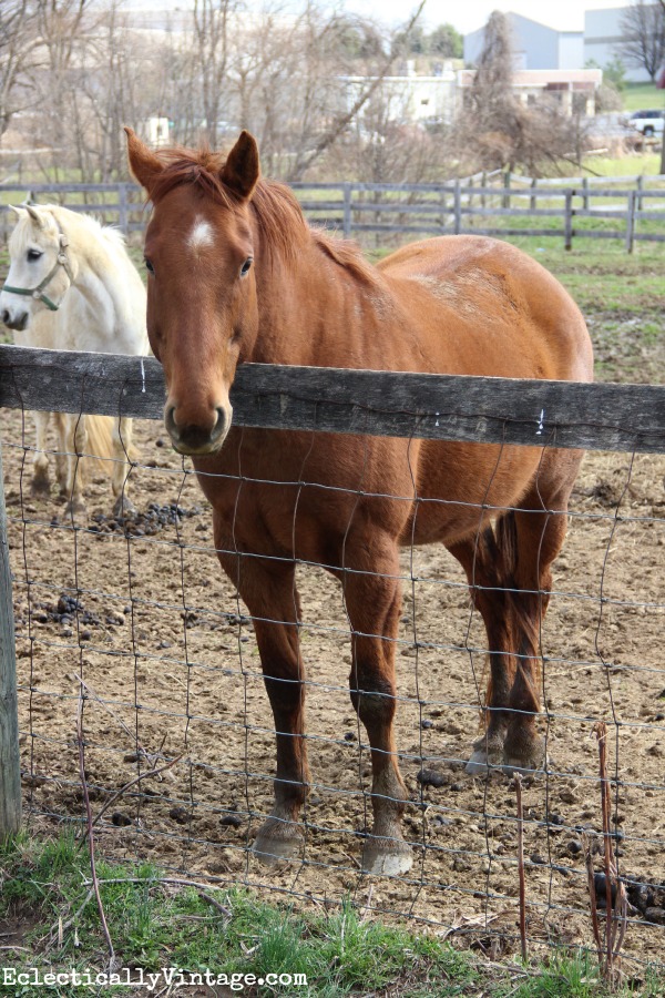 Horse farm at Sweet Clover Barn kellyelko.com