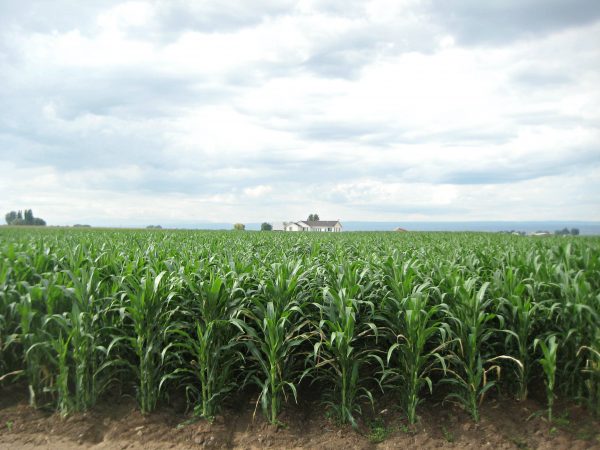 Farmhouse in a cornfield kellyelko.com