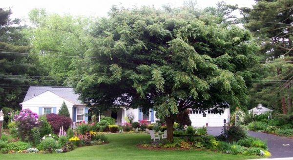 Turn a grassy lawn into a bed of flowers kellyelko.com