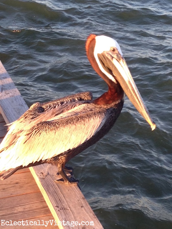 pelican kellyelko.com