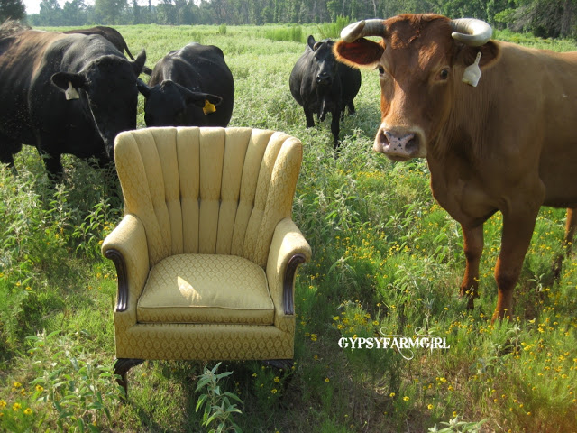 Vintage chair even the cows love! kellyelko.com