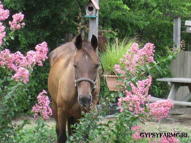 Gypsy farm girl