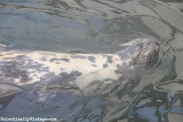 Cape Cod seals - see them at the Chatham fish pier kellyelko.com