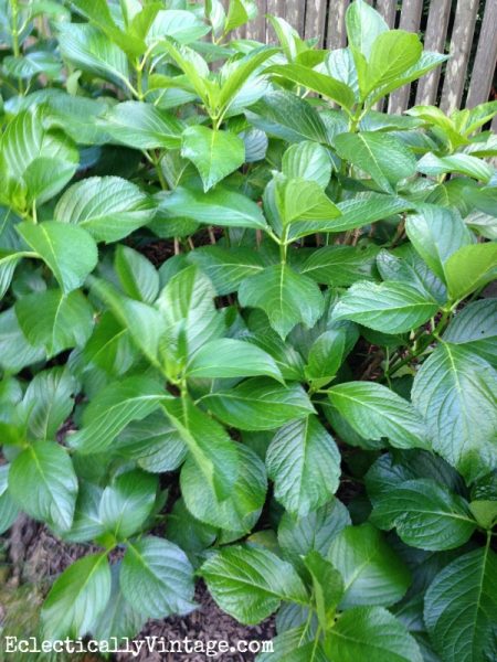 When To Prune Hydrangeas