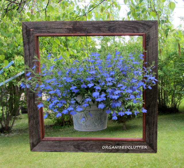 Garden tour of Organized Clutter - love the framed lobelia! kellyelko.com