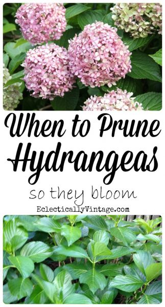 When to Prune Hydrangeas so they Bloom! kellyelko.com