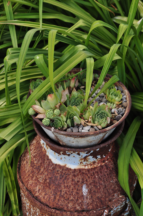 Succulents on a rusty old milk can - great ideas in this garden kellyelko.com