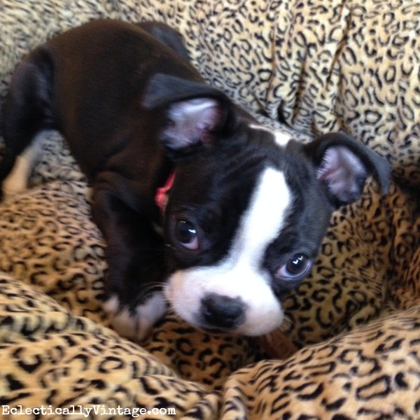 Boston Terrier puppy kellyelko.com