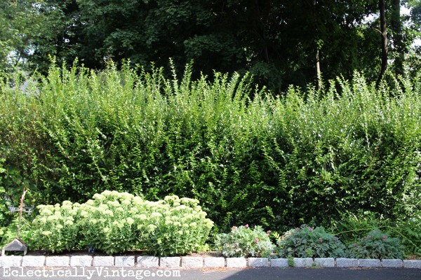 Privet hedge before trimming kellyelko.com