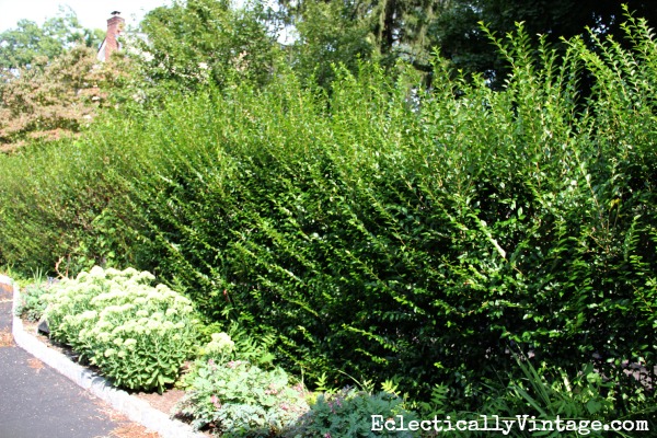 Privet hedge before trimming kellyelko.com