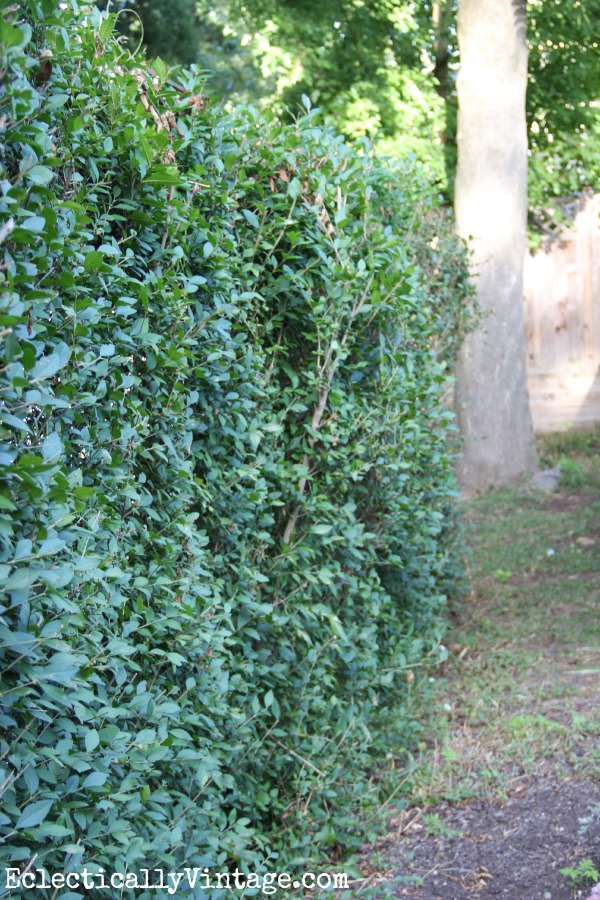 Trim privet to keep it full and lush kellyelko.com