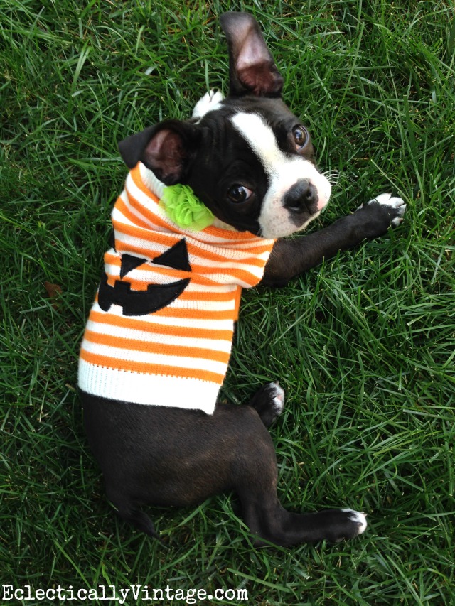 What a cute little dog pumpkin sweater for Halloween! kellyelko.com