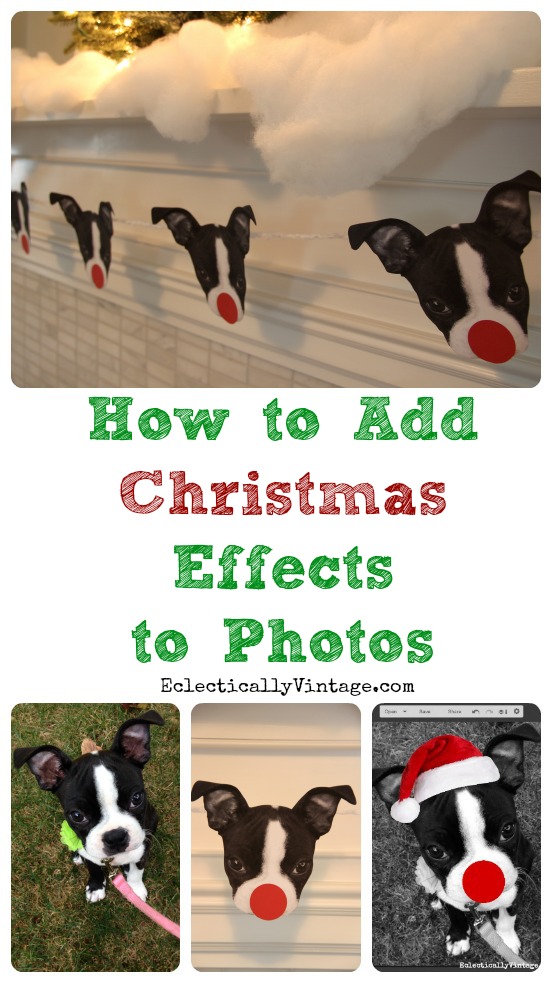 How to Add Effects to Photos - Fun Pet Photo Christmas Ideas! kellyelko.com