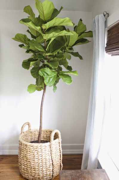 This fiddle leaf fig is gorgeous! kellyelko.com