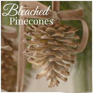 BLEACHED PINECONES