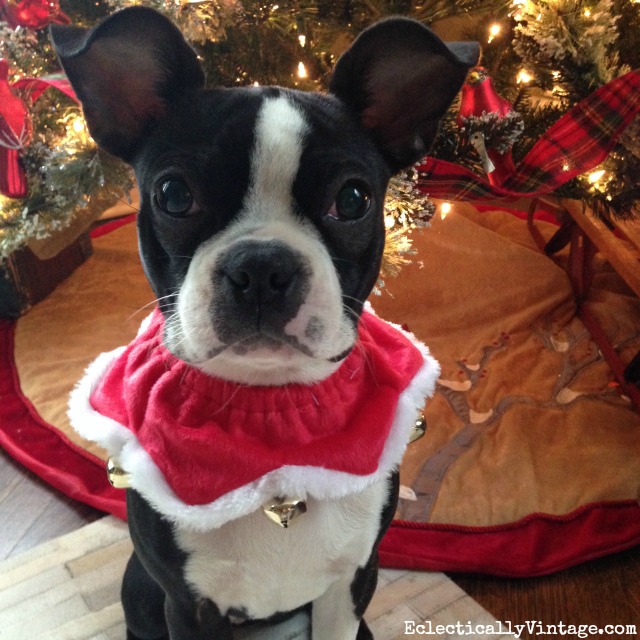 What an adorable Boston Terrier in a little Christmas outfit kellyelko.com