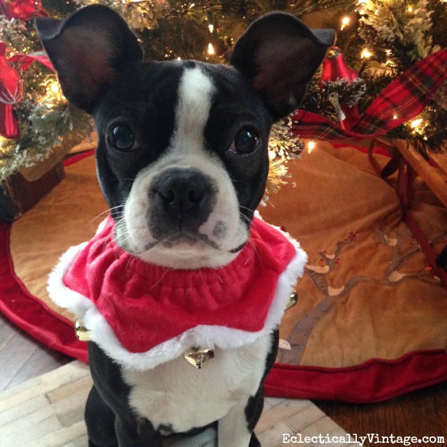 Boston Terrier Christmas kellyelko.com