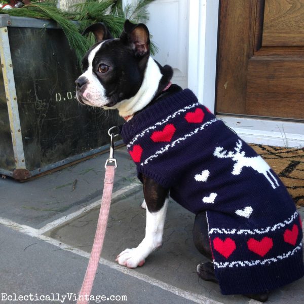 Love this adorable Boston Terrier in her Christmas sweater! kellyelko.com