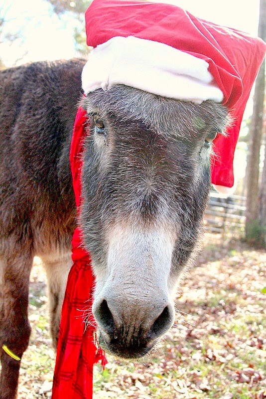 Oreo the Christmas donkey! kellyelko.com