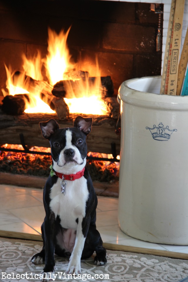 Such a cute boston terrier sitting by the fire kellyelko.com
