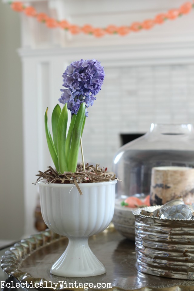 Hyacinths smell like spring!  Love it in the vintage milk glass kellyelko.com