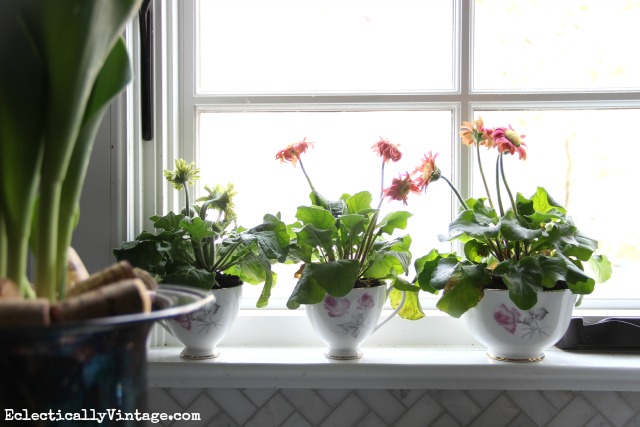 Teacup-Planters