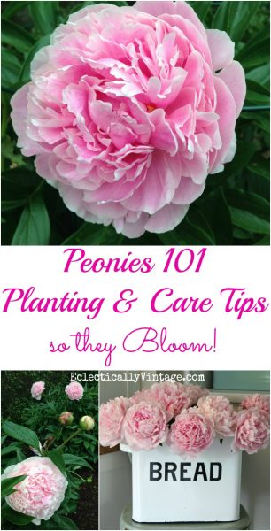 How to Plant Peonies so the Bloom and Thrive! kellyelko.com