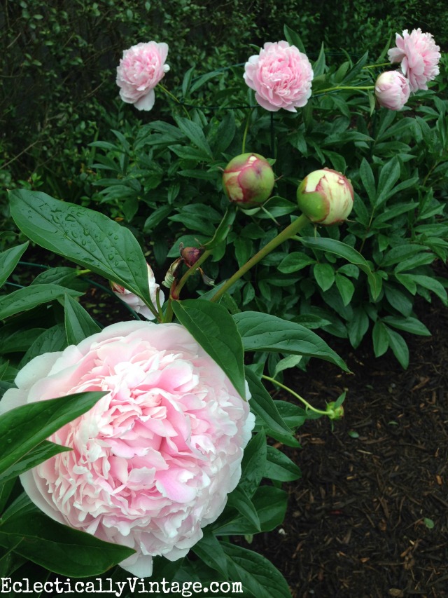 These Sarah Bernhardt peonies are gorgeous and she has such great tips and tricks for planting and caring for peonies kellyelko.com