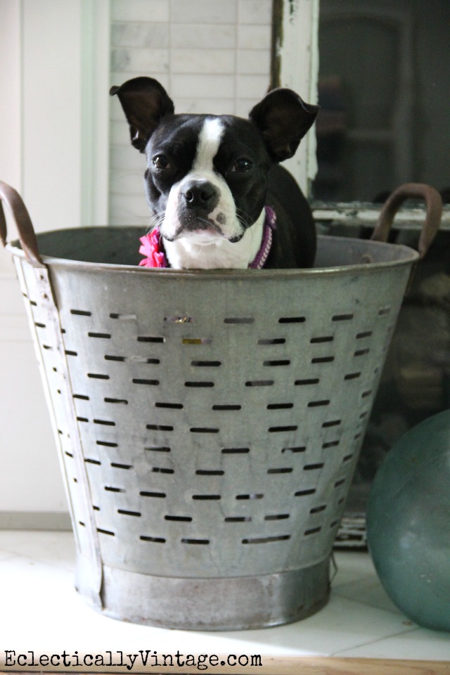 Love this huge old olive bucket - big enough to fit a dog! kellyelko.com