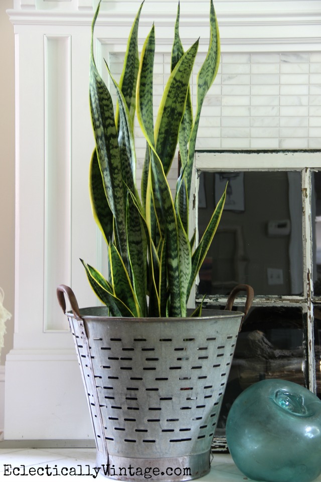 Love this olive bucket planter and the snake plant kellyelko.com