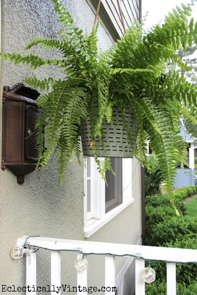 Love this olive bucket hanging planter and the huge fern kellyelko.com