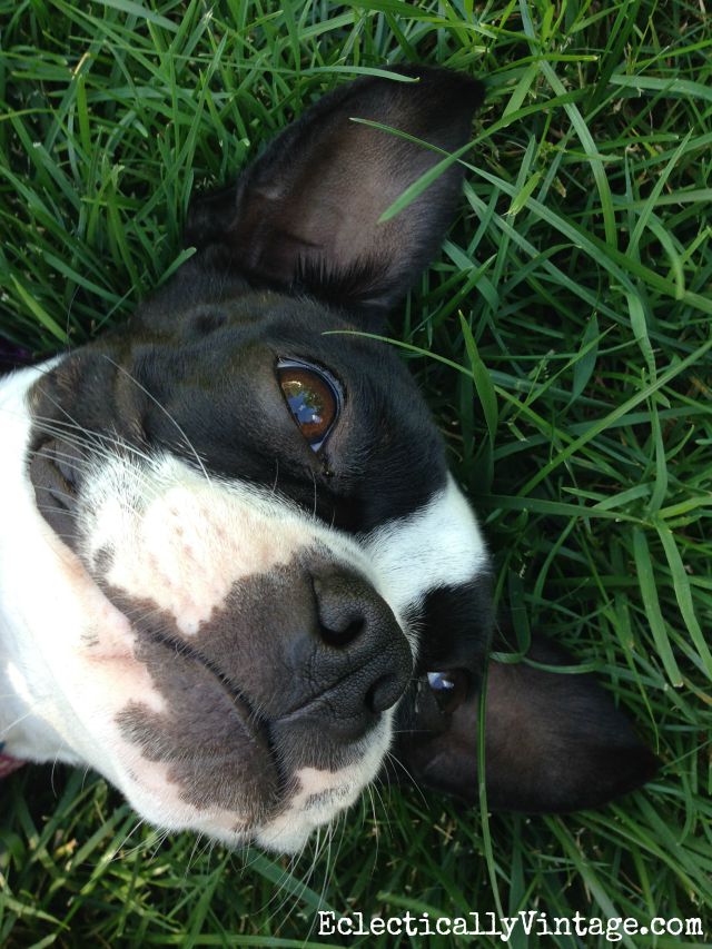 Cute Boston Terrier puppy kellyelko.com