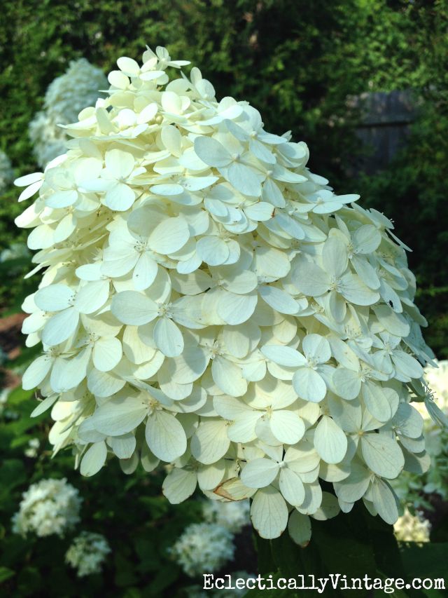 Love Limelight hydrangeas - see these tips for growing them kellyelko.com