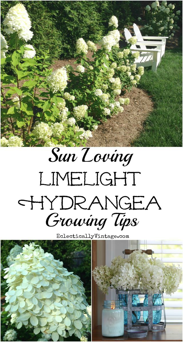 Limelight Hydrangea Growing Tips kellyelko.com