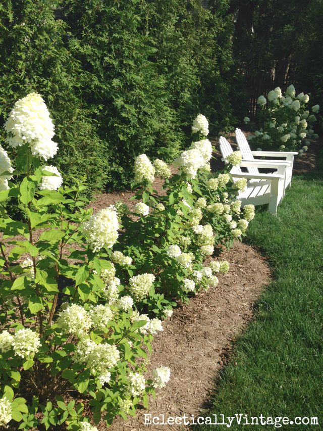 How to Grow Limelight Hydrangeas kellyelko.com