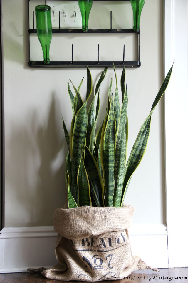 Snake plant in a burlap sack kellyelko.com