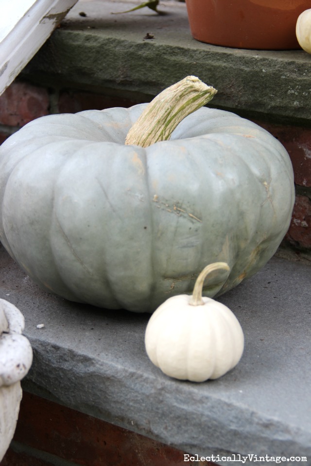 Love these fun blue cinderella pumpkins for fall kellyelko.com