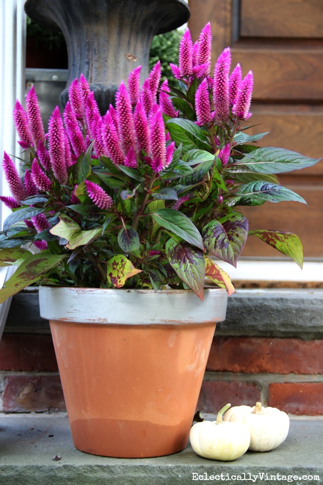Think outside mums for fall - try celosia on the front porch kellyelko.com